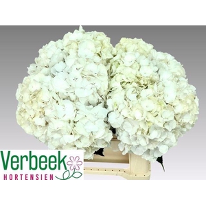 HYDR M WHITE VERENA
