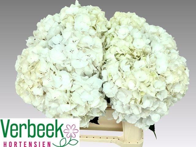 <h4>HYDR M WHITE VERENA</h4>