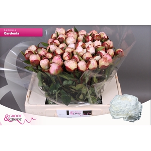 PAEO L GARDENIA