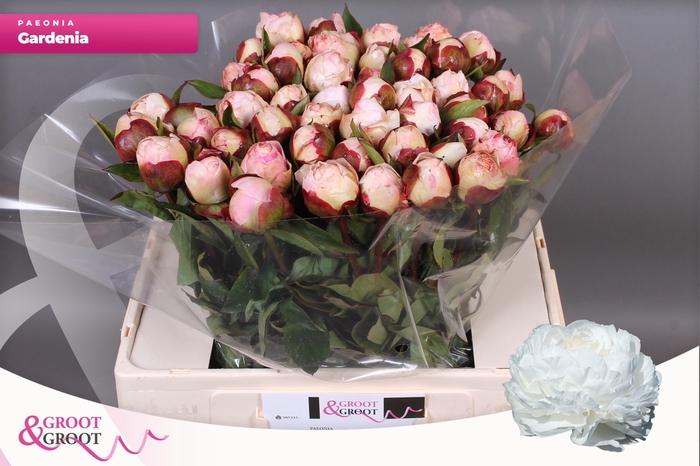 <h4>PAEO L GARDENIA</h4>