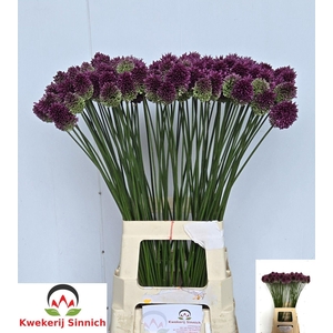 ALLIUM SPHAEROCEPHAL