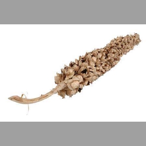 Coco Torch D. Cacha Naturel