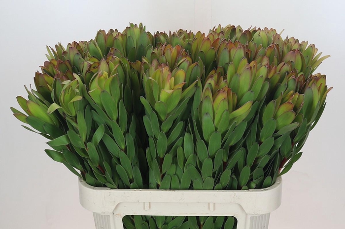 <h4>LEUCAD SAF GOLDSTRIK</h4>