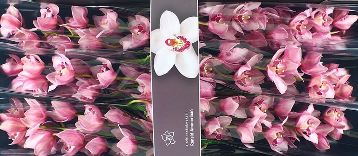 <h4>CYMB T MRS TERESA</h4>