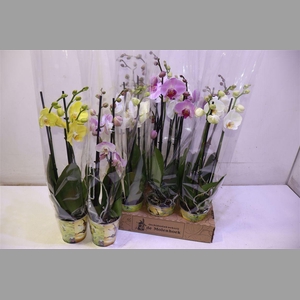 Phal Gem 4 Kl