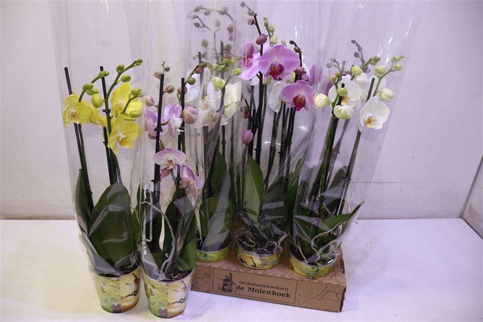 <h4>Phal Gem 4 Kl</h4>
