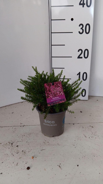 <h4>Erica darleyensis Jenny Porter</h4>