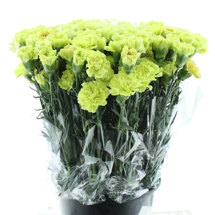 <h4>Di St Lady Zoya Green</h4>