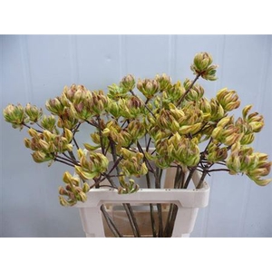 Rhododendron Groen/geel