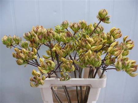 <h4>Rhododendron Groen/geel</h4>