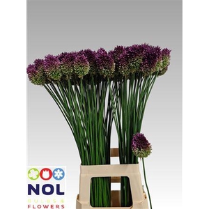 Allium Sphaerocephal