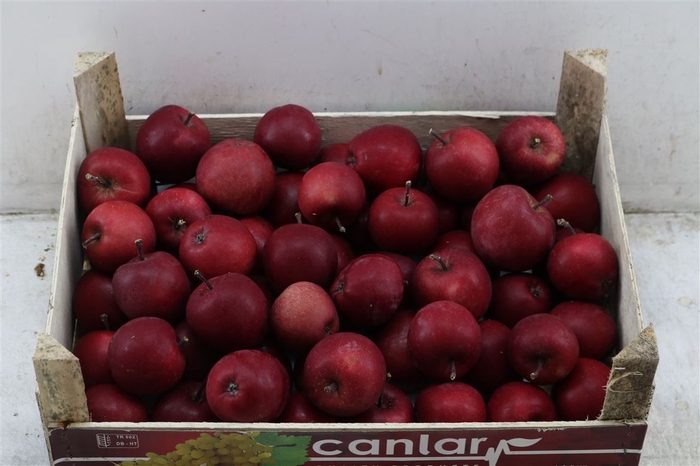 <h4>Sier Appels Dark Red 5kg P Wdn Box</h4>