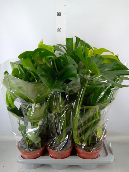 <h4>Monstera delic.</h4>