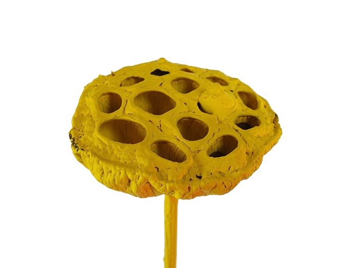 Lotus 5-7cm on stem Metallic Yellow