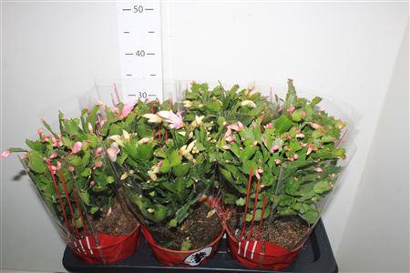 <h4>Schlumb Ov 70+</h4>