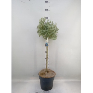 Salix   ...
