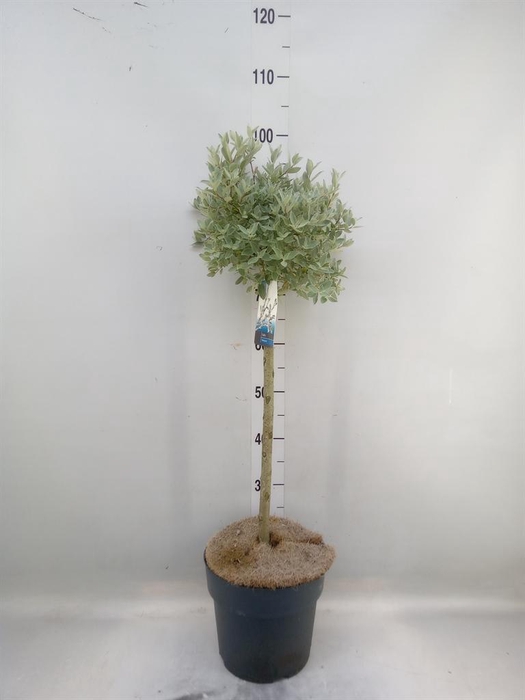 <h4>Salix   ...</h4>