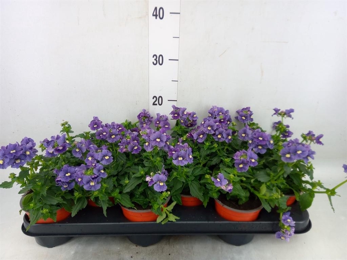 <h4>Nemesia   ...</h4>