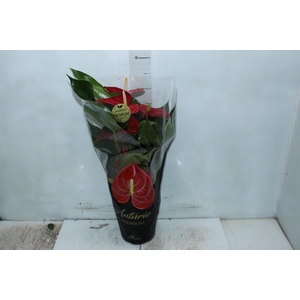 ANTHURIUM MICHIGAN P17 PREMIUM