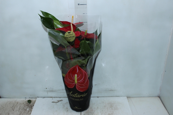 <h4>ANTHURIUM MICHIGAN P17 PREMIUM</h4>