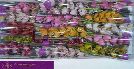 <h4>Cymb Mi Gem</h4>