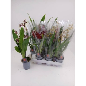 ORCHIDEEEN GEM