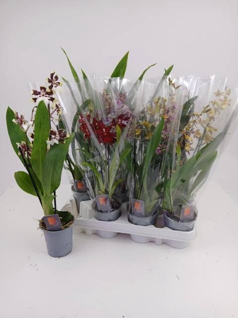<h4>ORCHIDEEEN GEM</h4>