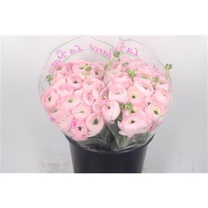 Ran.. Su Confetto Pink Extra