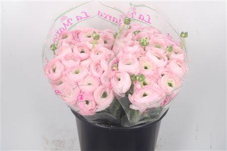 Ran.. Su Confetto Pink Extra