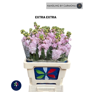 MATTH IRON CHERRY BL