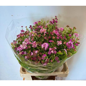 IBERIS UMBELLATA
