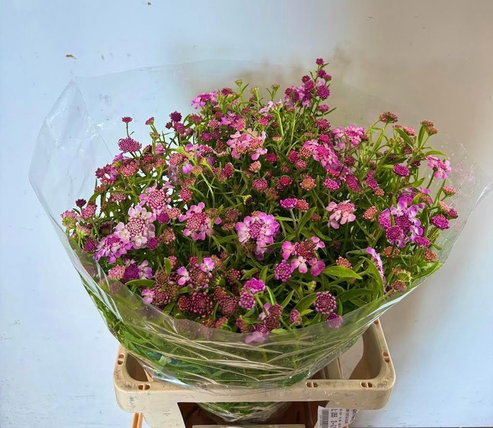 <h4>IBERIS UMBELLATA</h4>
