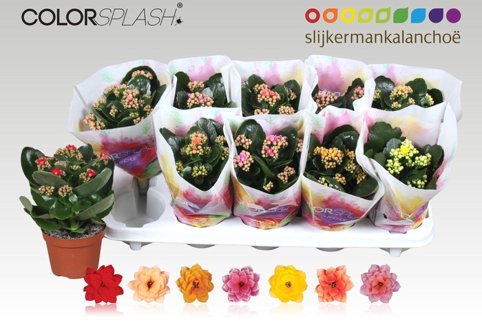 <h4>KAL GE GEM 7 KL</h4>