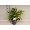 vaste planten 19 cm  Anemone Ruffles Swan