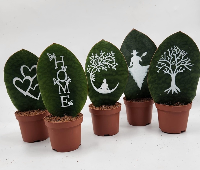 <h4>Sansevieria whale fin 12 cm painted</h4>