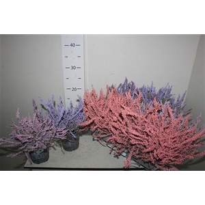 Callu Klb Paint Pastel Mix