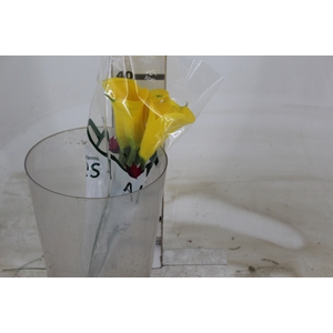 CALLA YELLOWEEN 040 CM