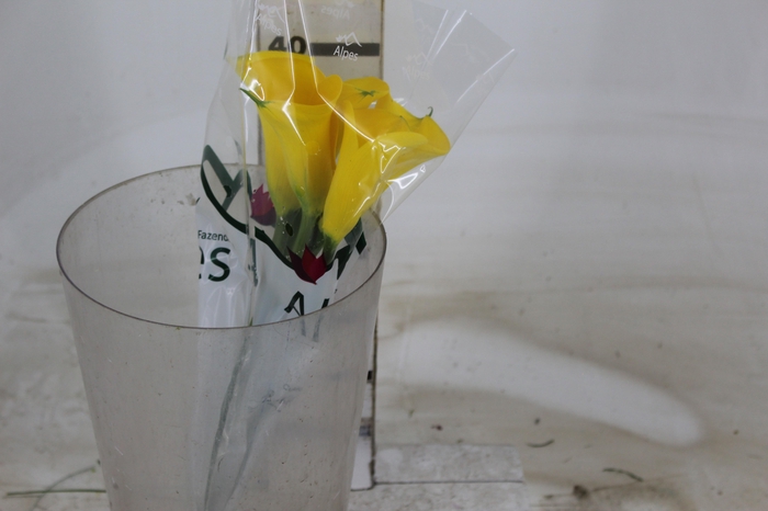 <h4>CALLA YELLOWEEN 040 CM</h4>