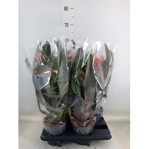 Aechmea  'Pepita Elegant Flames'