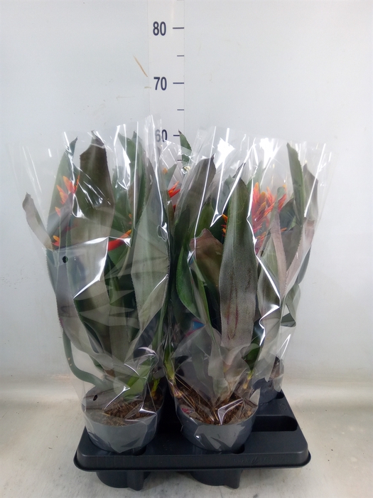 <h4>Aechmea  'Pepita Elegant Flames'</h4>
