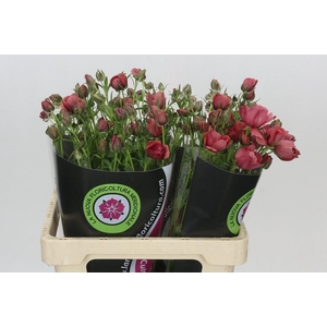 Ranunculus Moderna Allegria