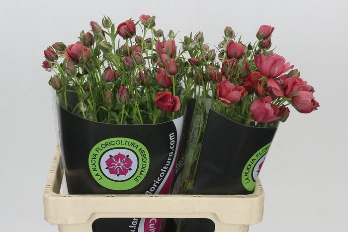 <h4>Ranunculus Moderna Allegria</h4>