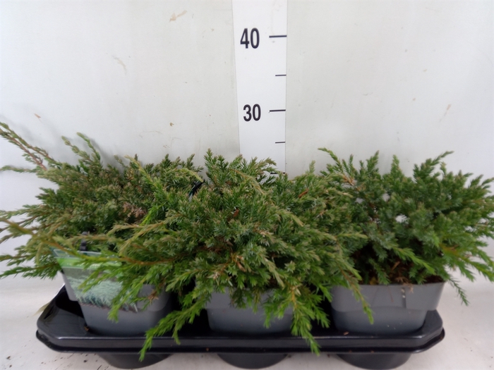 <h4>Juniperus squamata 'Blue Carpet'</h4>