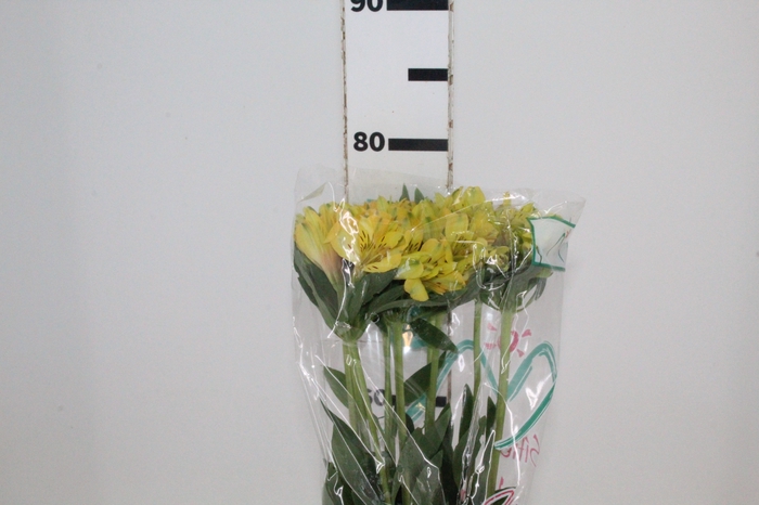 <h4>ALSTROEMERIA CARIBBEAN 080 CM</h4>