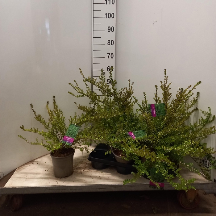 <h4>LON S NI ELEGANT</h4>