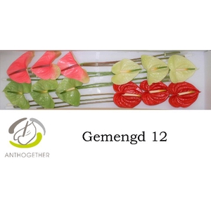 Anthurium Mix Surprise