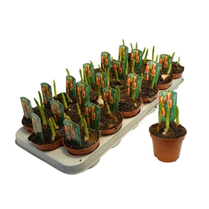 arr8 Tulp Streza Yellow/red