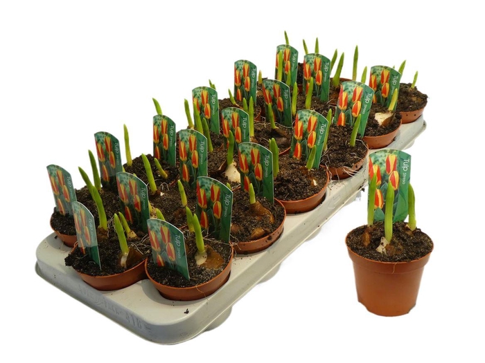 <h4>arr8 Tulp Streza Yellow/red</h4>