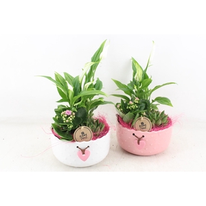 arr2 PL - Ker. schaal roze/wit spath