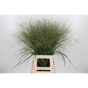 Panicum Warrior